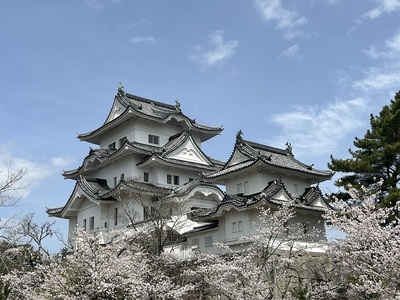 城と桜