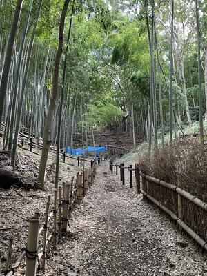 空堀の底から見た竹林