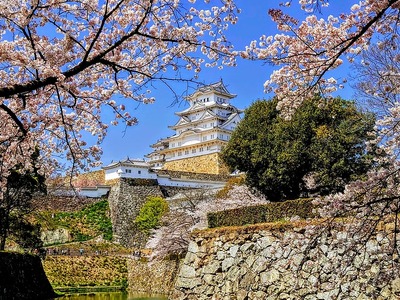 天守と桜