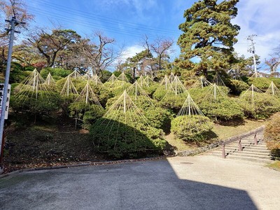 土塁上のツツジ