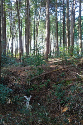 土橋と空堀