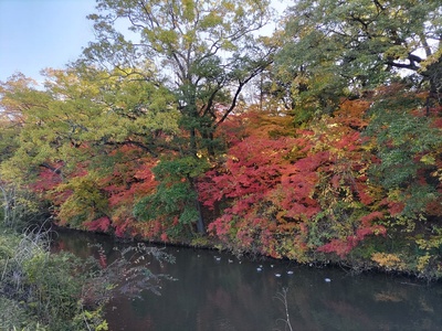 水堀（西側から）