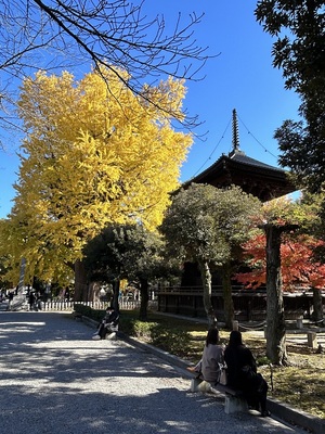 大銀杏と多宝堂