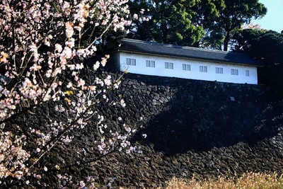 四季桜と富士見多聞