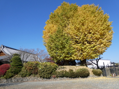 土塁と紅葉