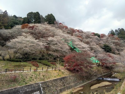 小原川見の四季桜