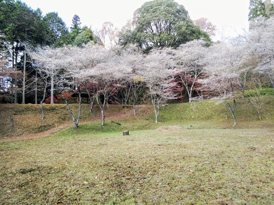 さんざ畑（下段から上段を見る）