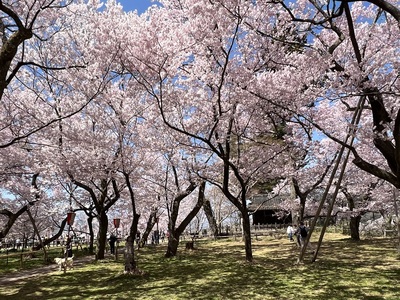 本丸の桜