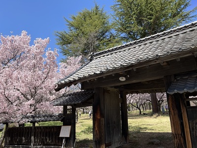 元高遠城楼門と桜