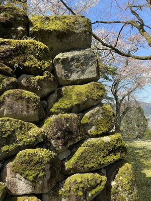 石垣と桜