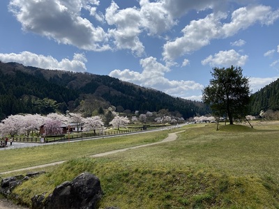 桜の一乗谷風景