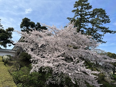 二の丸の桜