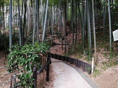 竹林の中の遊歩道