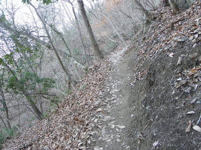 登山道（畑倉登山口より）