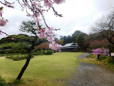秋元別邸と桜