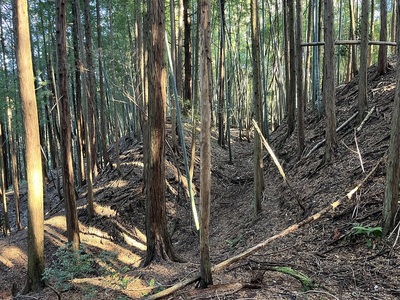 小川西之城の横堀と土塁