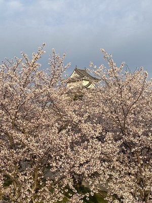 桜の中の天守