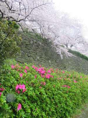 桜と石垣とつつじ