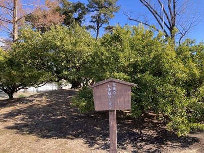 駿府城　家康公お手植えのミカン