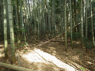 西側尾根の居館跡地