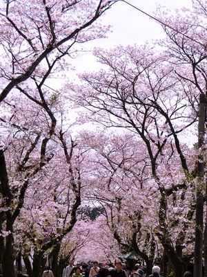 「杉の馬場」桜のトンネル
