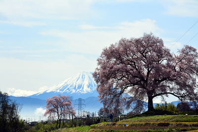 富士と「わに塚のサクラ」