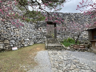 今帰仁グスク　平郎門と桜