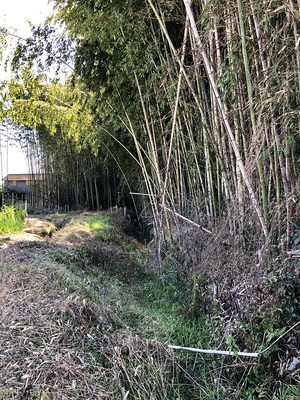 竹藪周囲