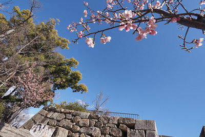 石垣と河津桜