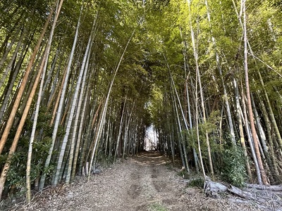 竹林の小径