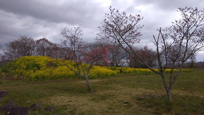 西の丸菜の花と桜