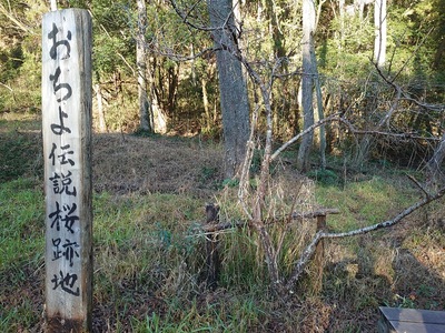 おちよ伝説桜跡地