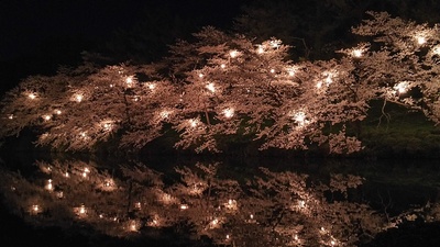 水堀に映る夜桜