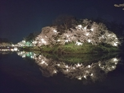 水堀に映る土塁と夜桜 2