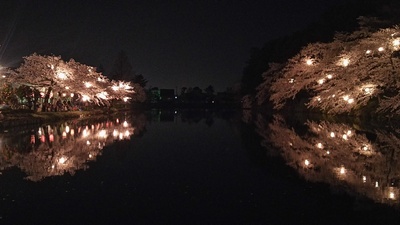 水堀に映る夜桜 3