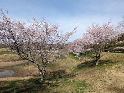 桜と守谷城址公園