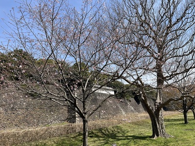 桜の木越しに見る富士見多門