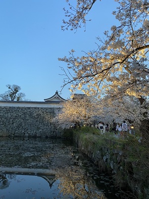 下之橋御門と潮見櫓と桜