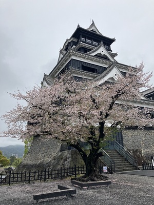 本丸天守と桜