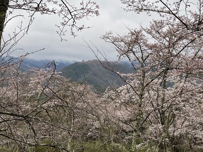 城址遠景(第三展望台)