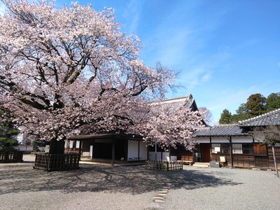 弘道館と桜