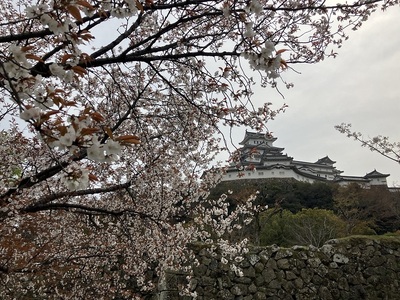 北側シロトピア記念公園の桜から天守をのぞむ