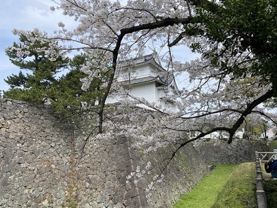 石垣と東南櫓と春桜