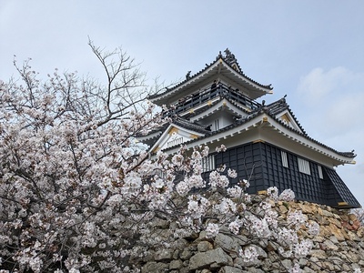 満開の桜と浜松城天守