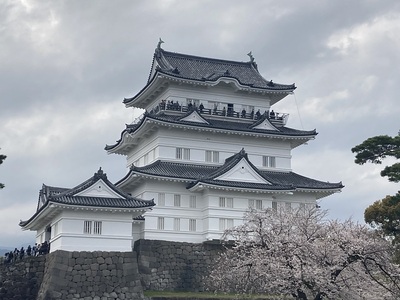 小田原城　天守閣と満開の桜