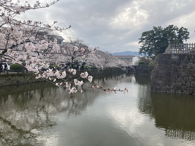 小田原城　満開の桜と堀