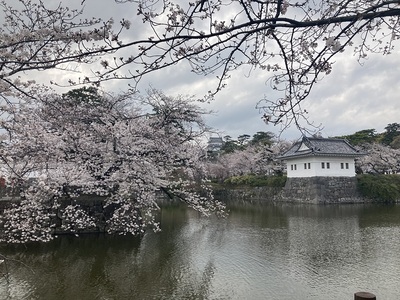 小田原城　満開の桜と隅櫓