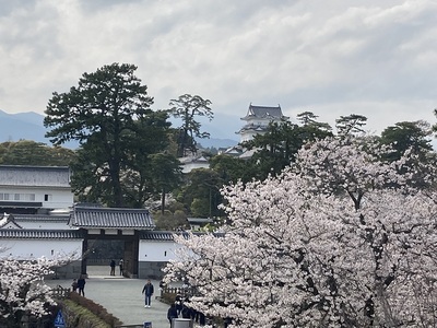 小田原城　三の丸ホールからの天守と桜
