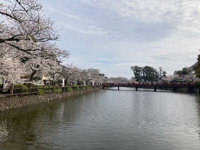 小田原城　満開の桜と学橋