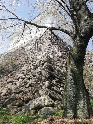 桜と亀山城 本丸多聞櫓